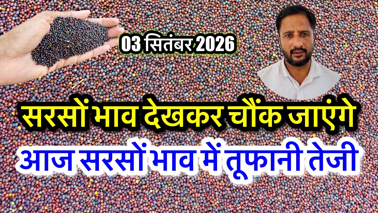 सरसों में जबरदस्त तेजी! Aaj Ka Sarson Ka Bhav, Sarso Ka Rate Today, ताजा सरसों भाव अलवर खैरथल मंडी |