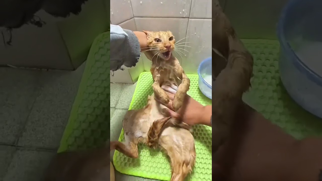 Cat Bathing, Obedient Cat's Confusing Behavior, Orange Cat Recording, Cat Forced to Operate in D