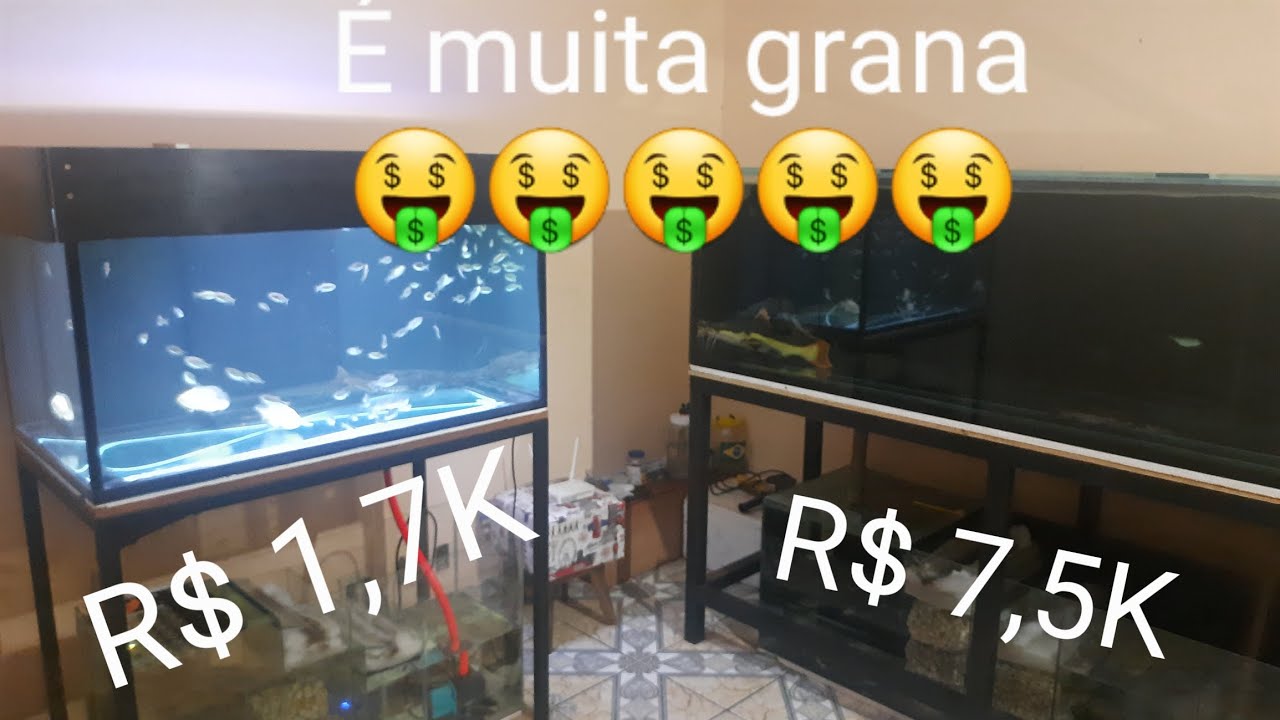 Aquario jumbo 840 litros + jumbinho 300 litros... Custo para montar um aquario jumbo 🤑🤑🤑