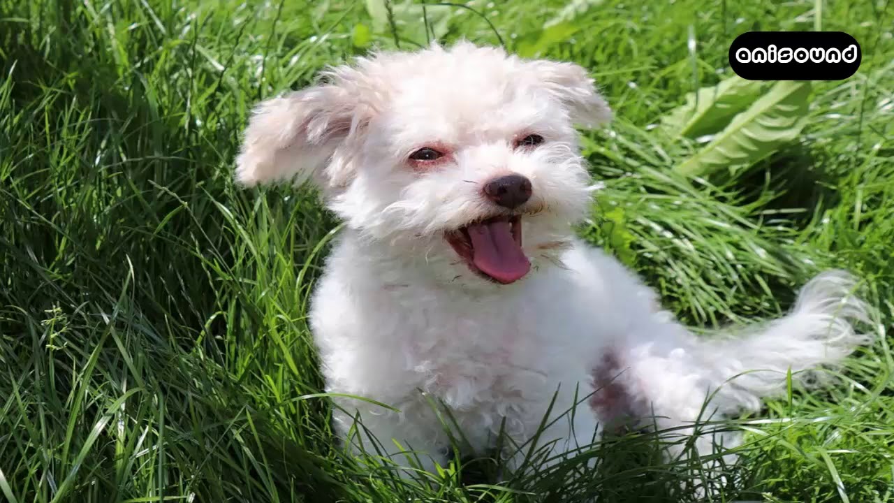 SMALL DOG BARKING / PERRO PEQUE&Ntilde;O LADRANDO ANISOUND