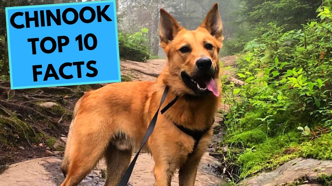 Chinook Dog Breed - TOP 10 Interesting Facts