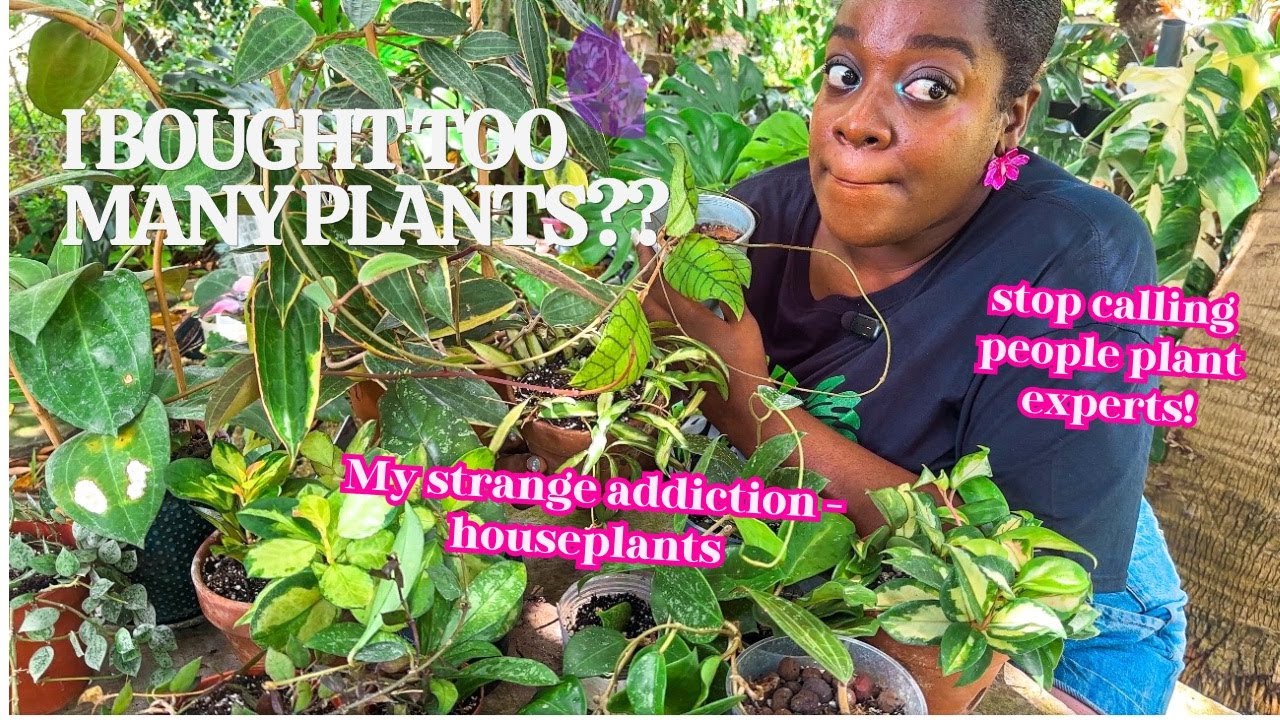 Help me ID these new plants!   MYSTERY HOYA HAUL