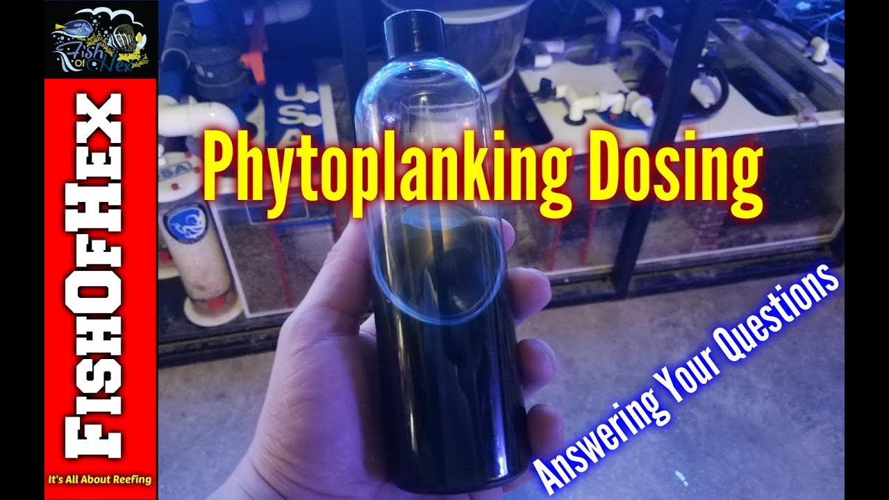 Dosing Phytoplankton | Answering Your Questions