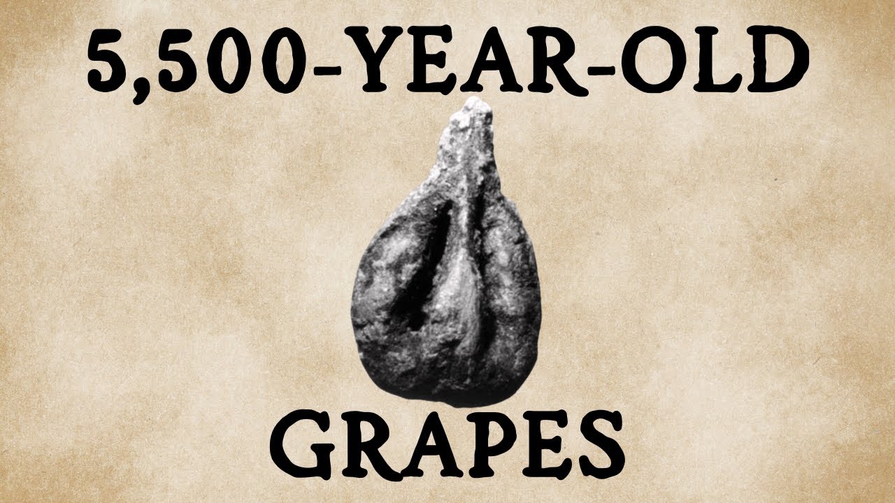 The Oldest Grapes in Britain? A Neolithic Surprise at Hambledon Hill