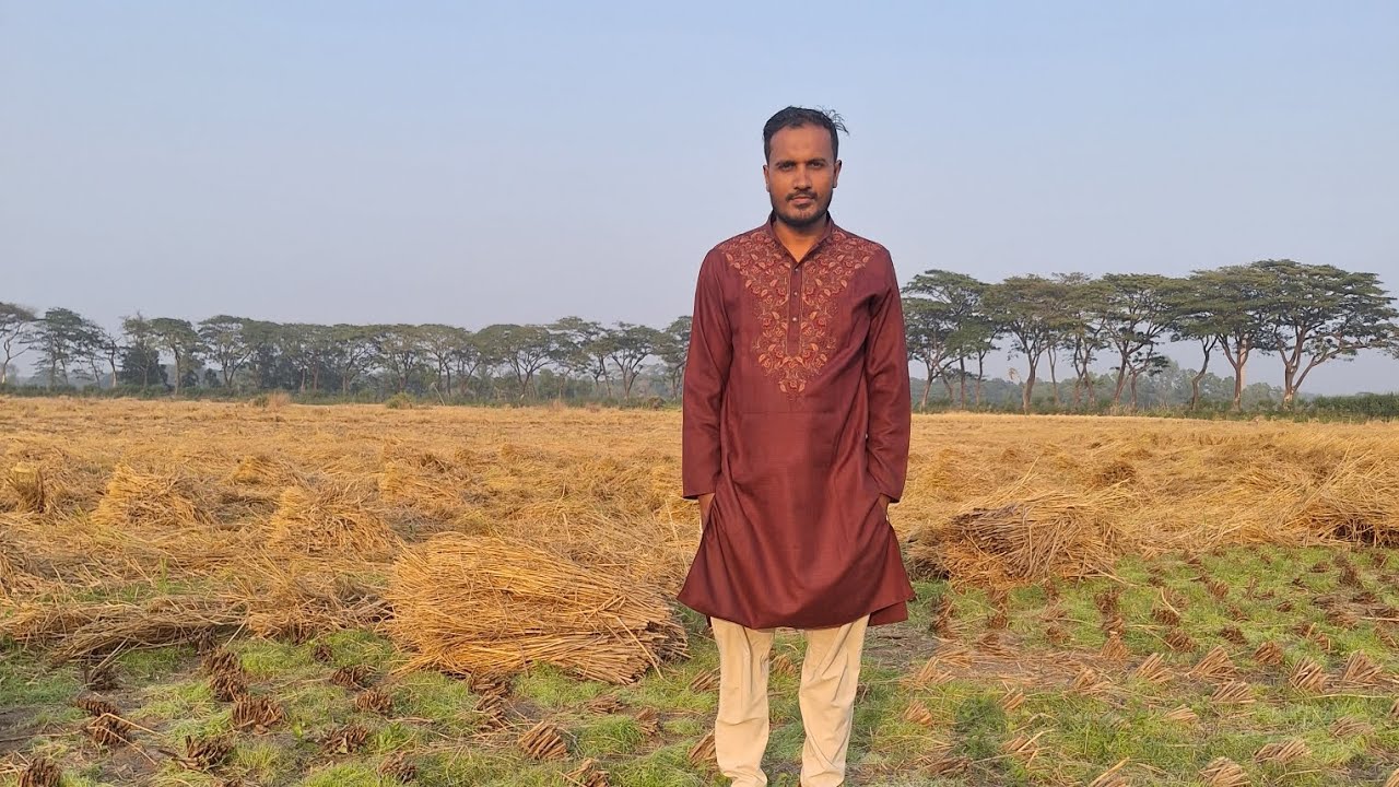পৌষ মাসে আমন ধান কাটার মহাউৎসব চলছে।বাকেরগঞ্জ,বরিশাল। 