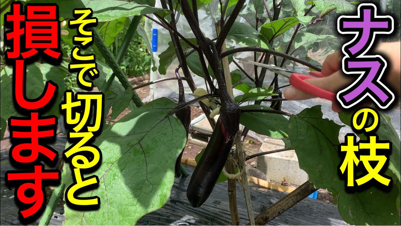 ナスこれすれば秋まで驚くほど無限に採れる！摘芯・切り戻しを図解で徹底解説！初心者にも分かりやすい整枝・剪定方法