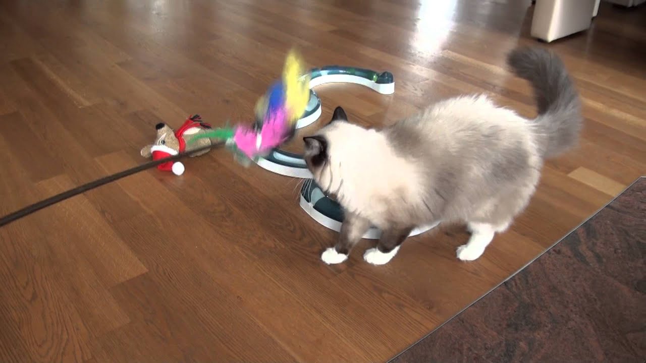 Ragdoll Zuchtkatzen - seal mitted und seal tortie mitted....
