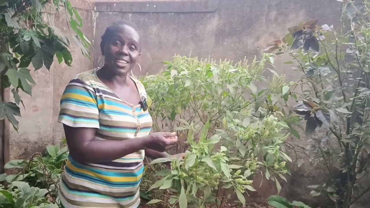 Holy basil in your omelette and tea. Heavenly taste