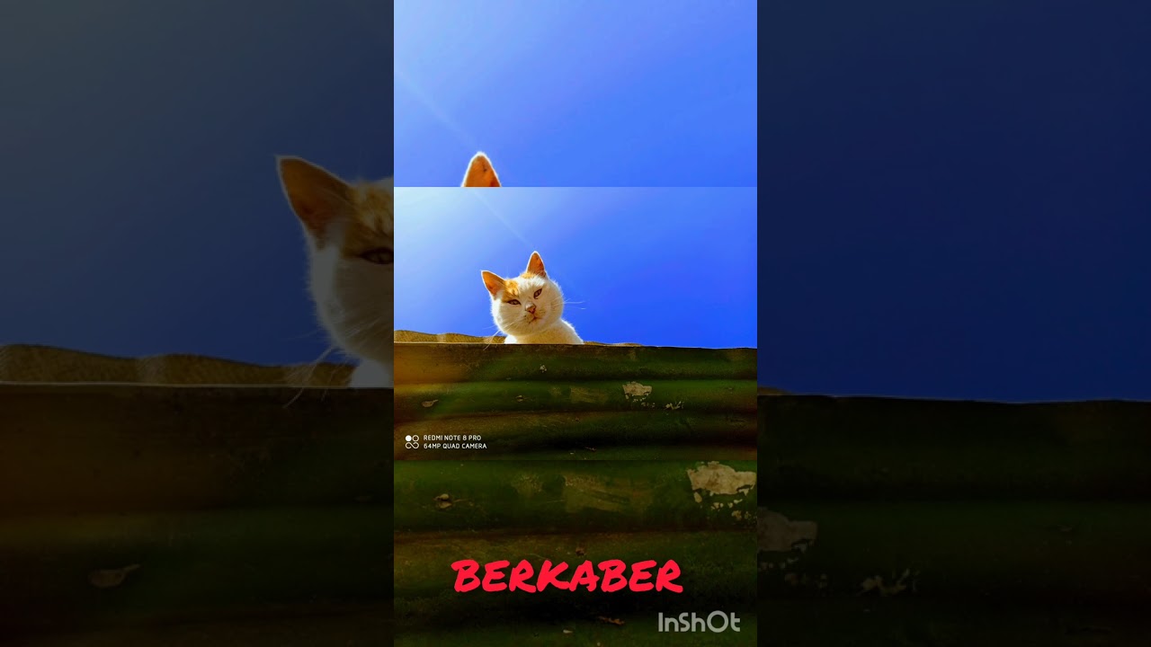 ԲԵՐՔԱԲԵՐ  BERKABER