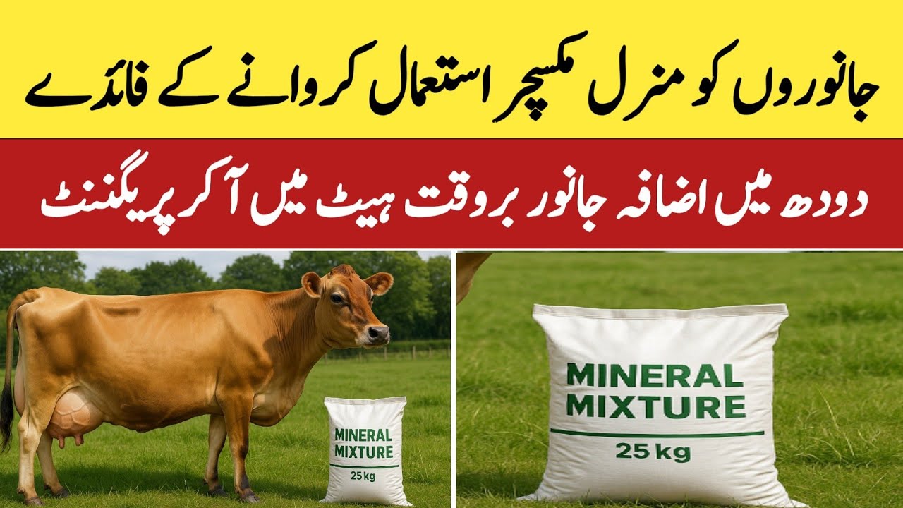 Top Benefits of Mineral Mixture for Cows & Buffaloes | Boost Milk & Animal Health