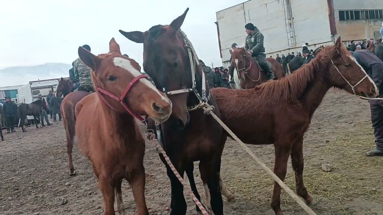 Асп бозори ленский ба хотири дашному хакорати шумо ман навор мекунам