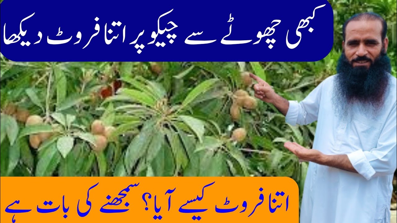 Chiku Farming || How To Grow Sapota Chiku Plant ||@ATCOrganic
