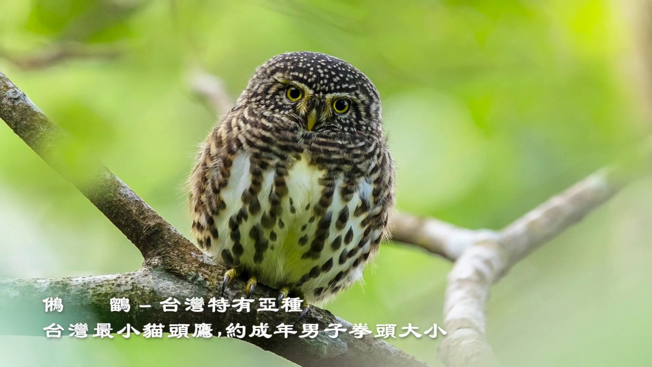 鵂鶹