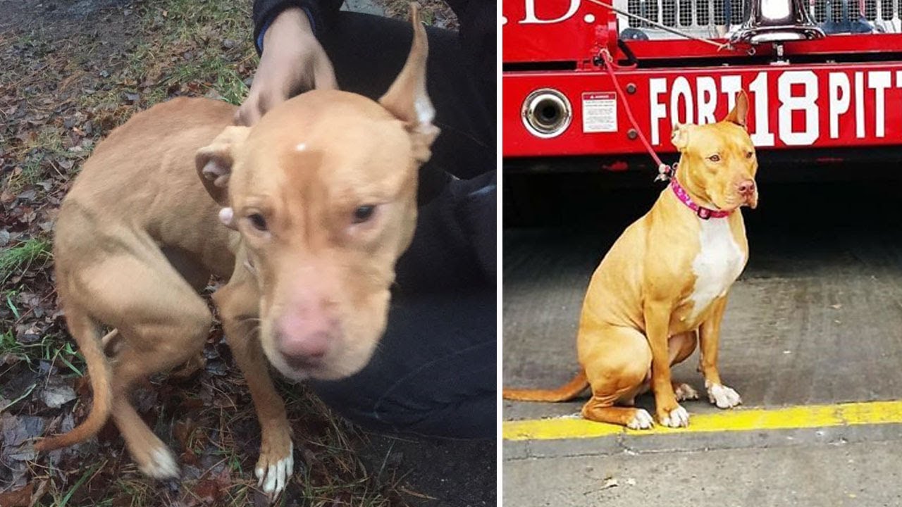 Abandoned and Starving Pit Bull, Once Left to Die Now Thrives as a Brave Firefighter