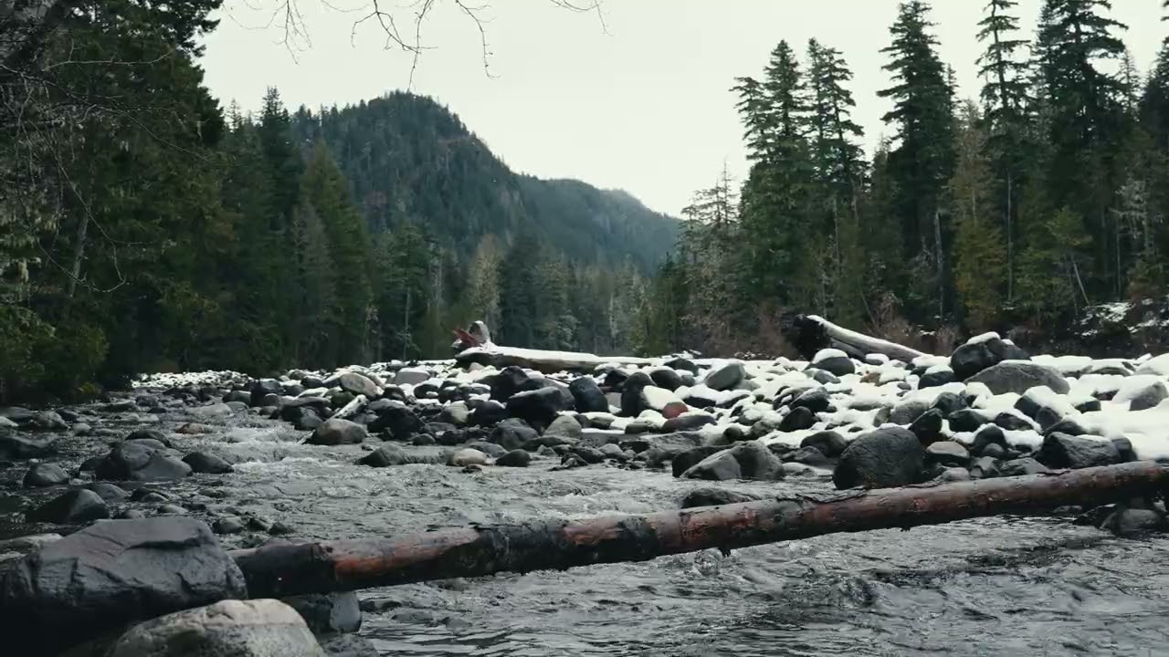3 Hour Flowing Stream in the Evergreens🌲| Ambience/Sleep