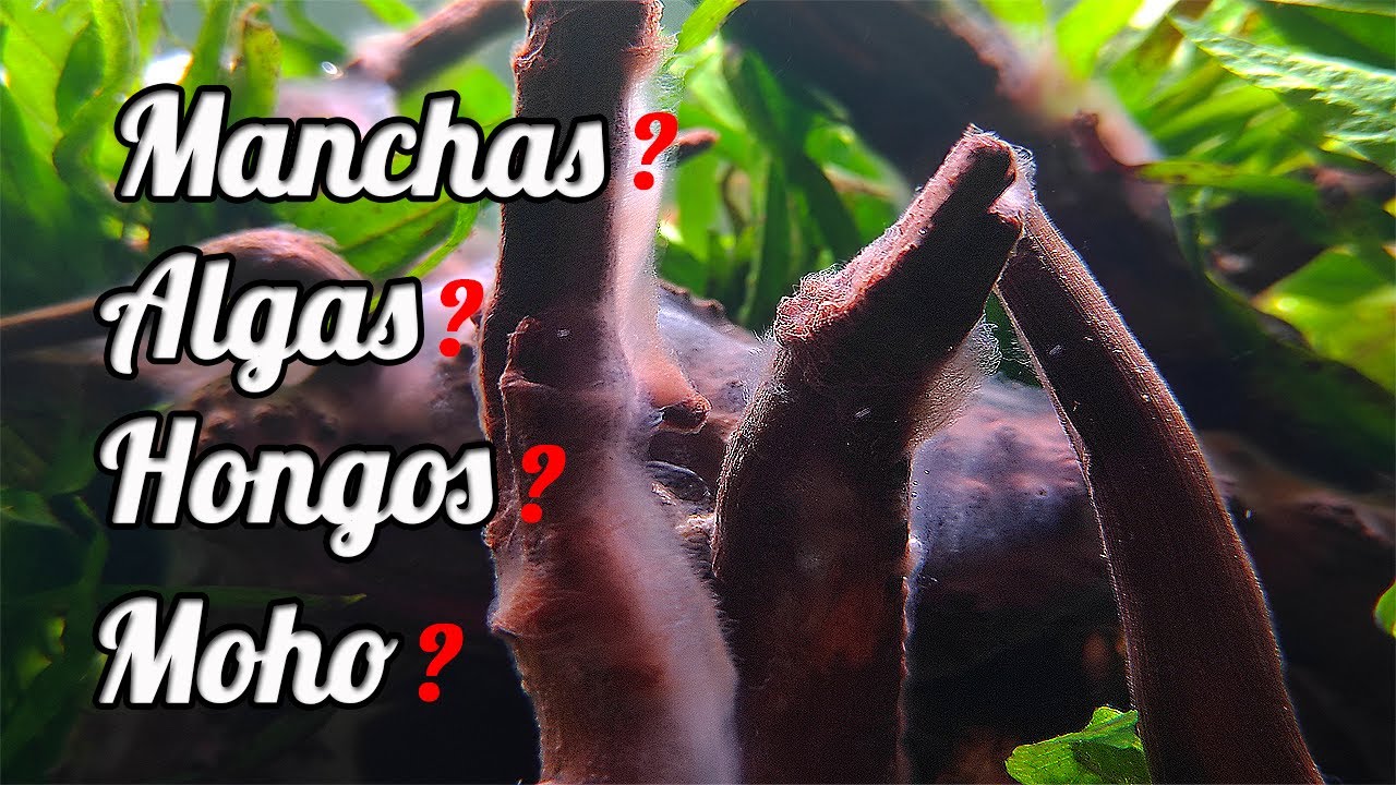 manchas blancas, hongos o moho en troncos de acuario.