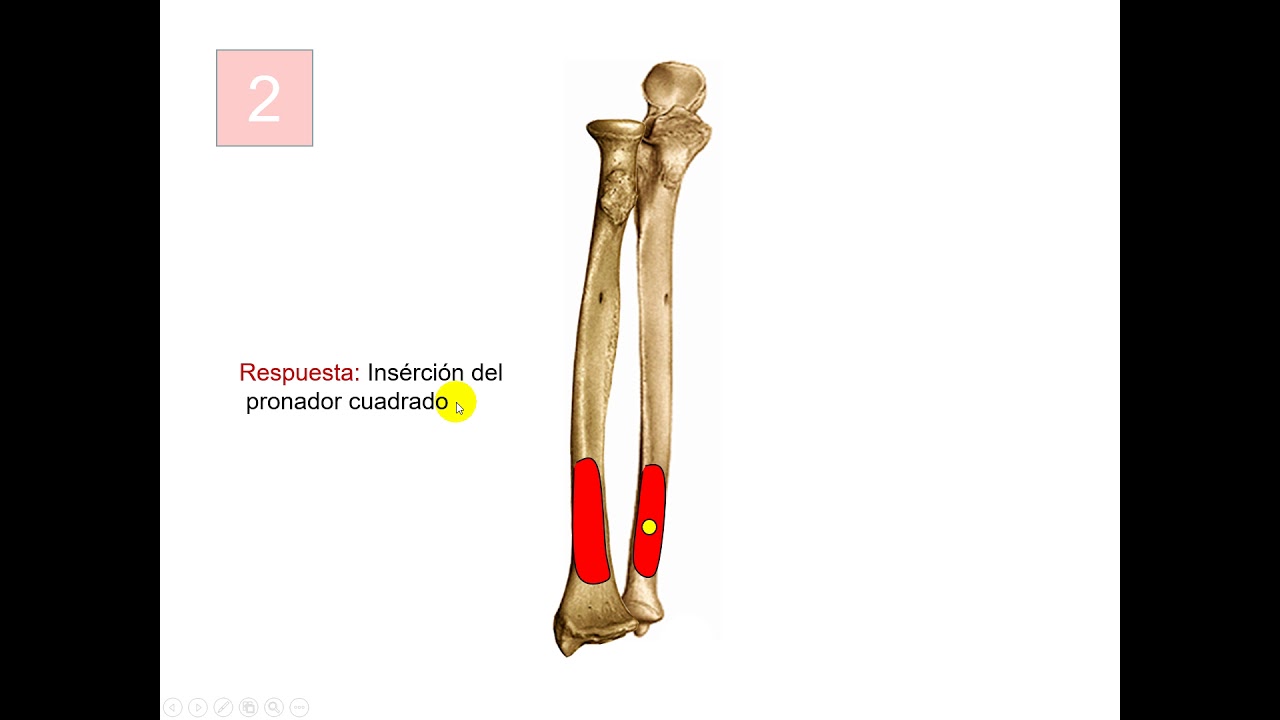 Test de osteología de miembro superior parte 4