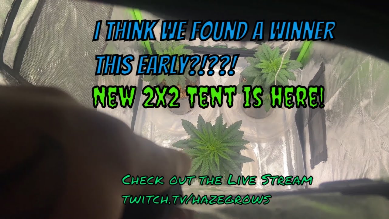 GrowVlog- New 2x2 Tent And I Think We Found A Winner!