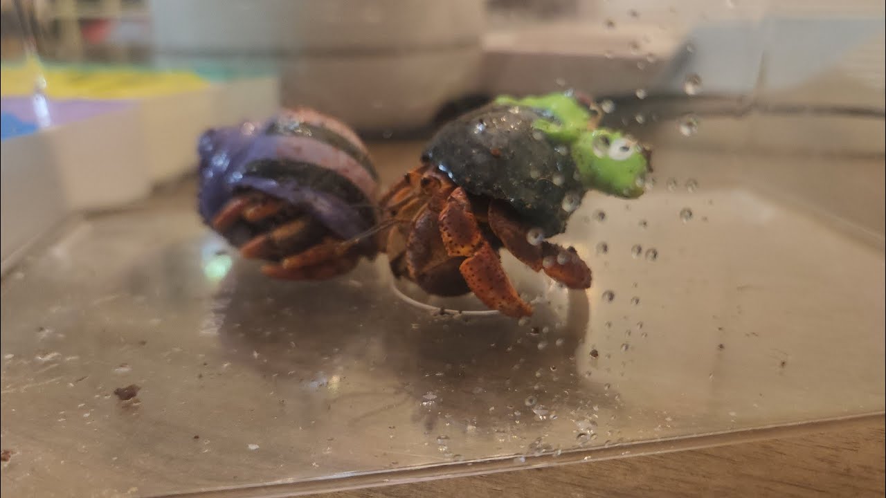 Meet my NEW hermit crabs | Crab + Name Reveal | 