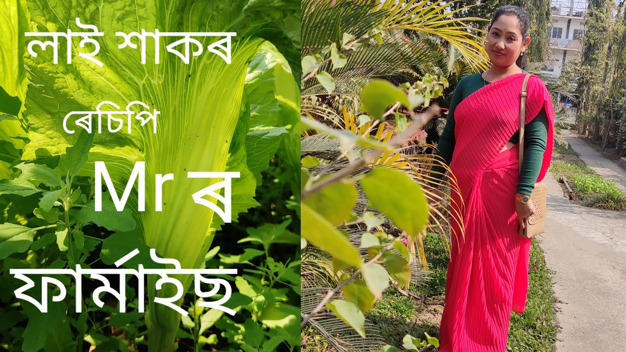 লাই শাকৰ ৰেচিপী।।। Mr ৰ ফাৰ্মাইচ্।।।।। Daily vlog।। vlogger popy।।