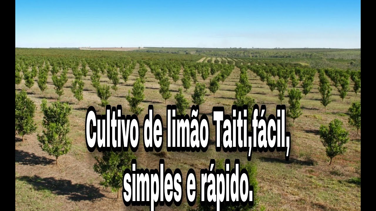 LIM&Atilde;O TAITI jeito certo de PLANTAR. 🍋🍋