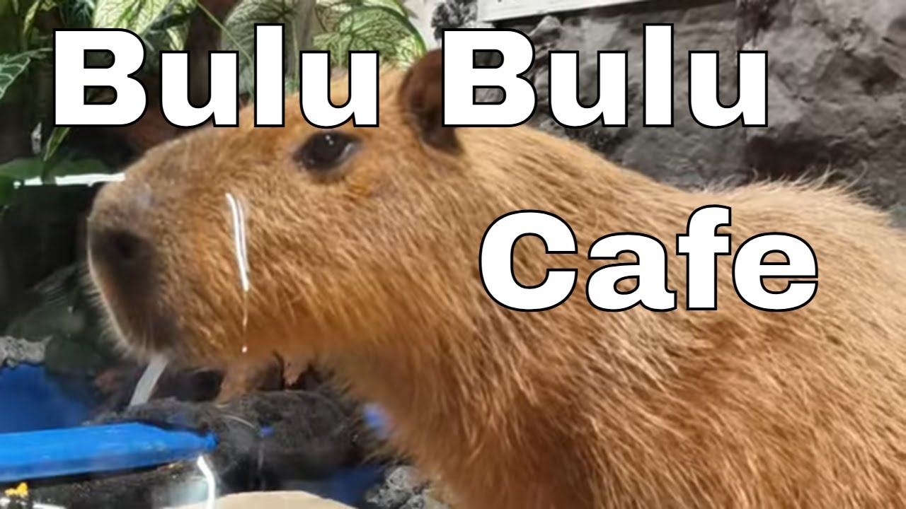 Bulu Bulu by Hunt & Hound. Can touch animal cafe. 116, Lebuh Campbell, Street, 10100 Penang 