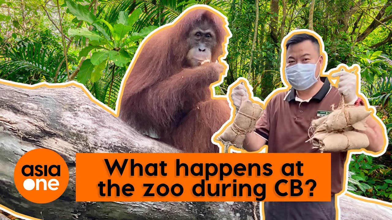 Behind the scenes at the Singapore Zoo during this circuit breaker