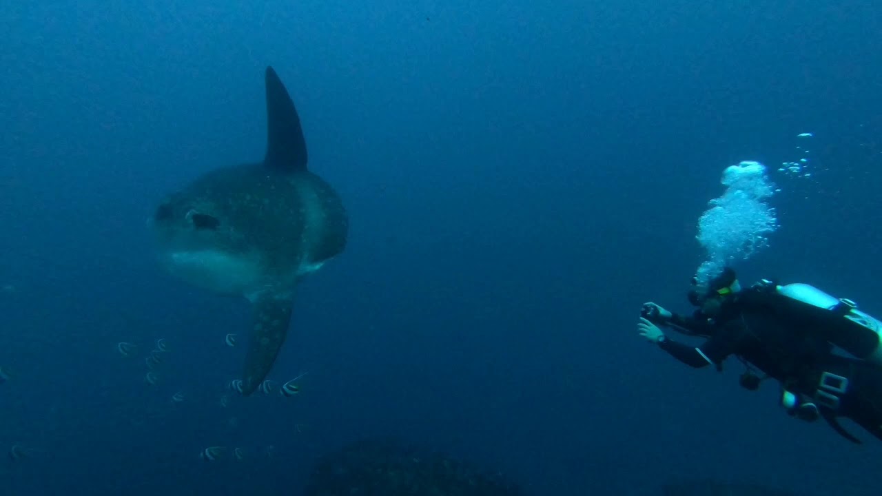 Tauchen Nusa Lembongan, Bali, Indonesien
