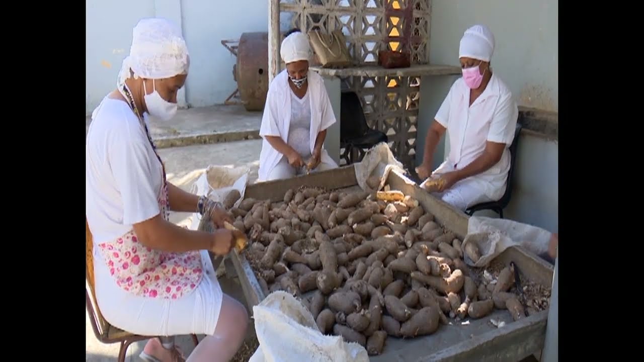 Producen harina de yuca en Cienfuegos como alternativa a materias primas tradicionales