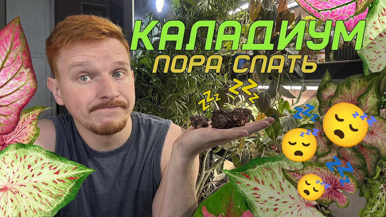 Каладиумы! Уход, спячка, пробуждение и прочие нюансы.