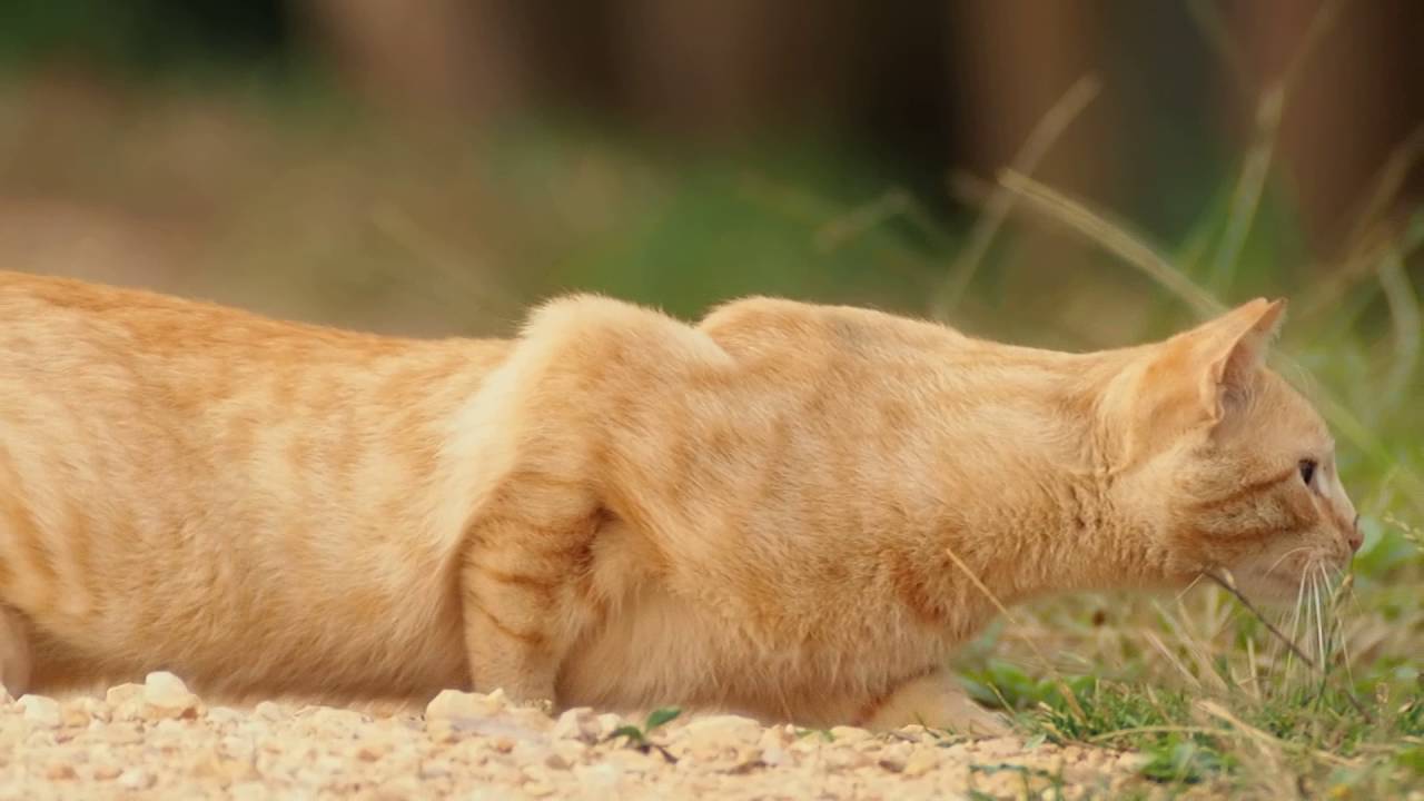 GATO CAZANDO PALOMAS