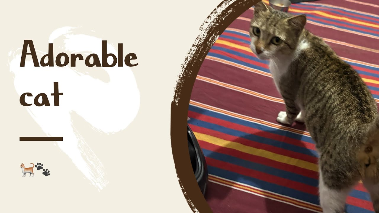 Cat and dogs video❤️            #dogshorts catvedio #dogsvideo #dogsvlog #catvlog #cat #dogshorts 