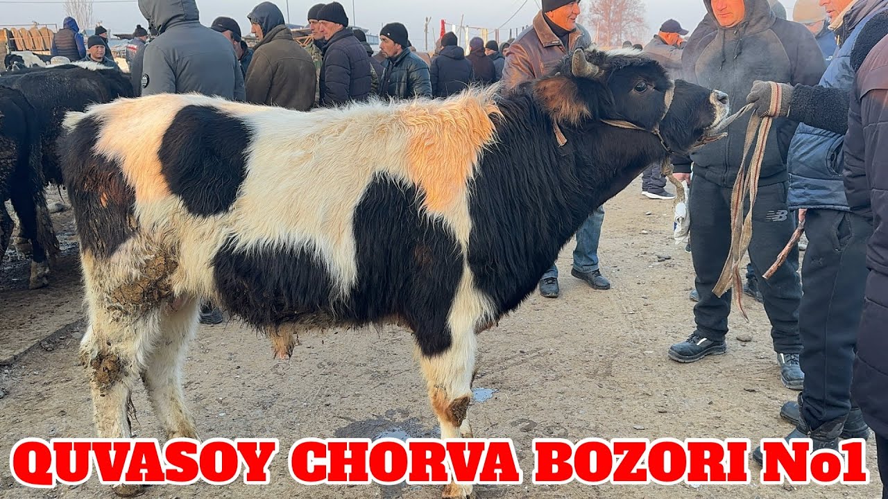 QUVASOY BEXIZOR MOL BOZORI NARXLAR BILAN TANISHING 24.01.2025