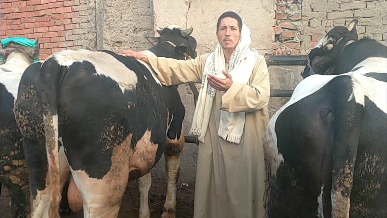العلفه إللي هتخلي العجل دبابه ورخيصه جداً واسعار العجول اللحم من داخل سوق قطور الدولي