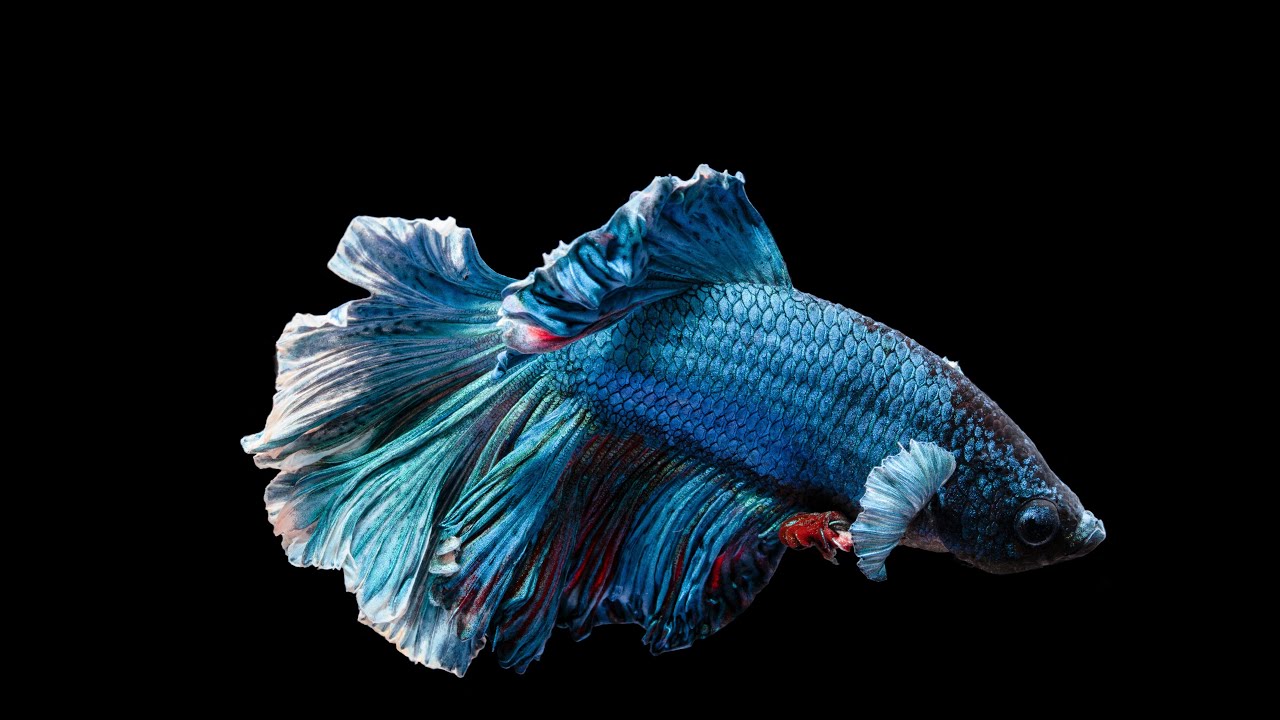 Siamesischer Kampffisch - Betta splendens / Haltung und F&auml;rbungen