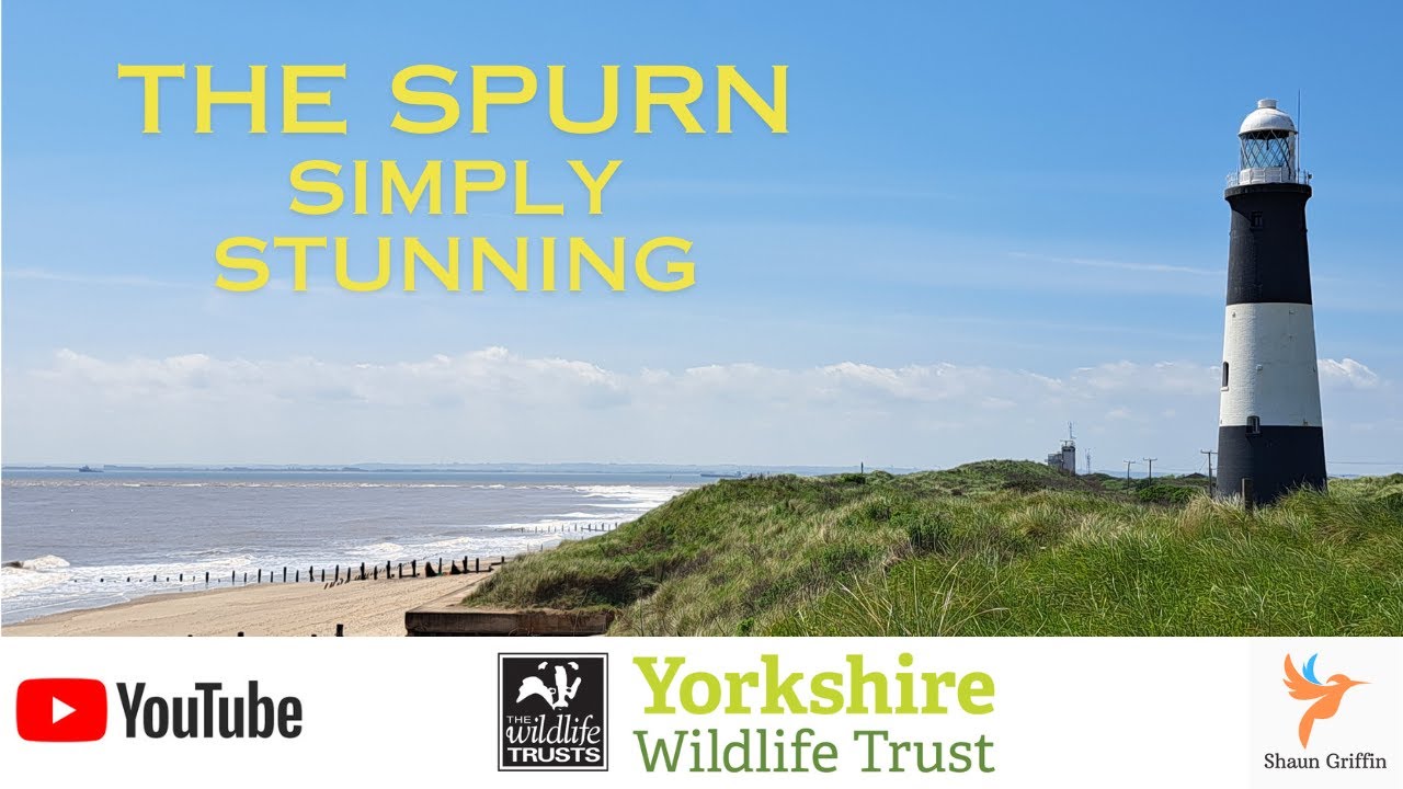 The Spurn - Yorkshire Wildlife Trust (Jun 24)
