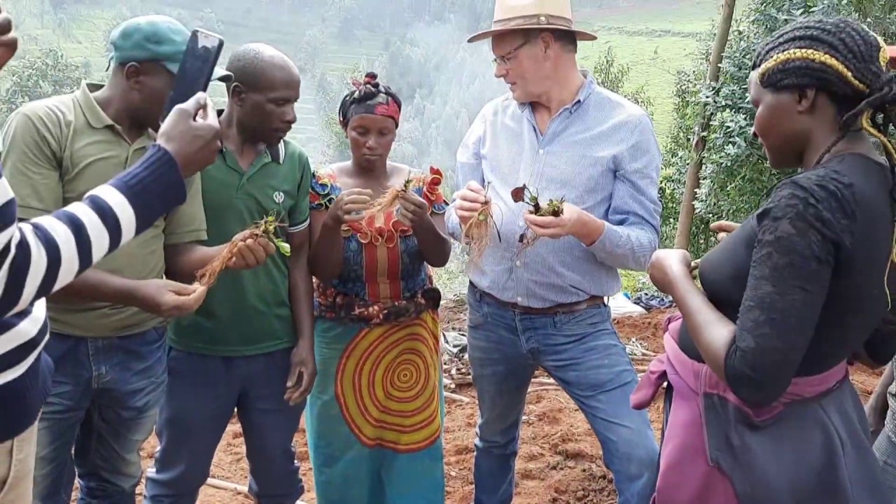 Dutch strawberry plants in Rwanda