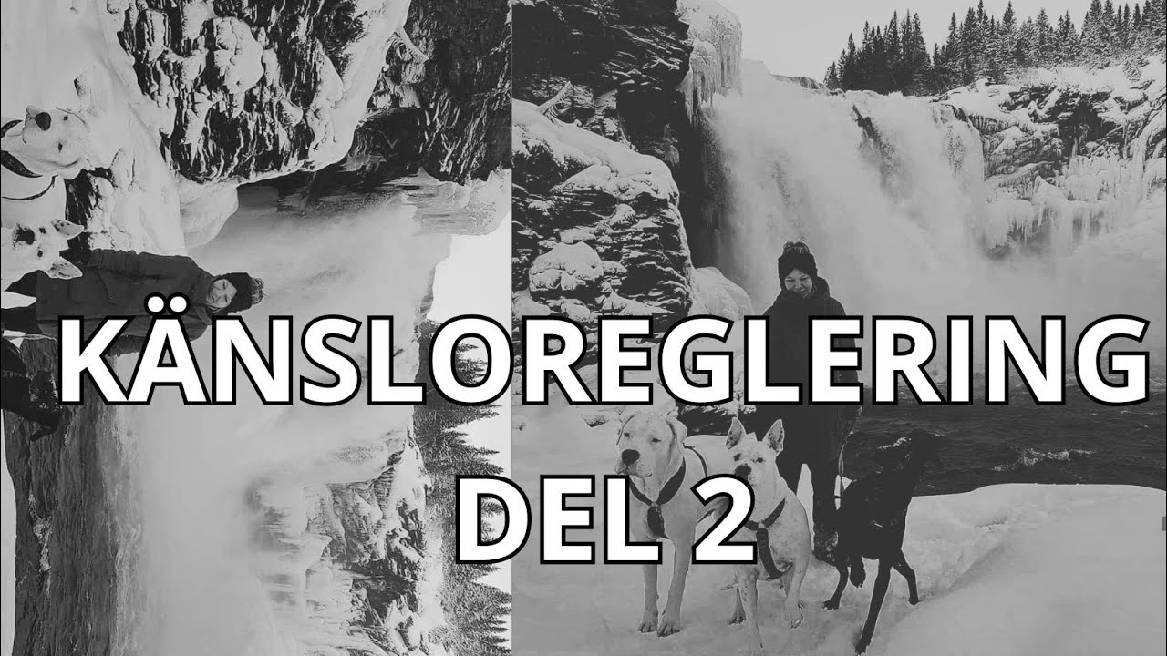 Svenska småföretagare i hundbranschen  - känsloreglering del 2 med Dogsouls