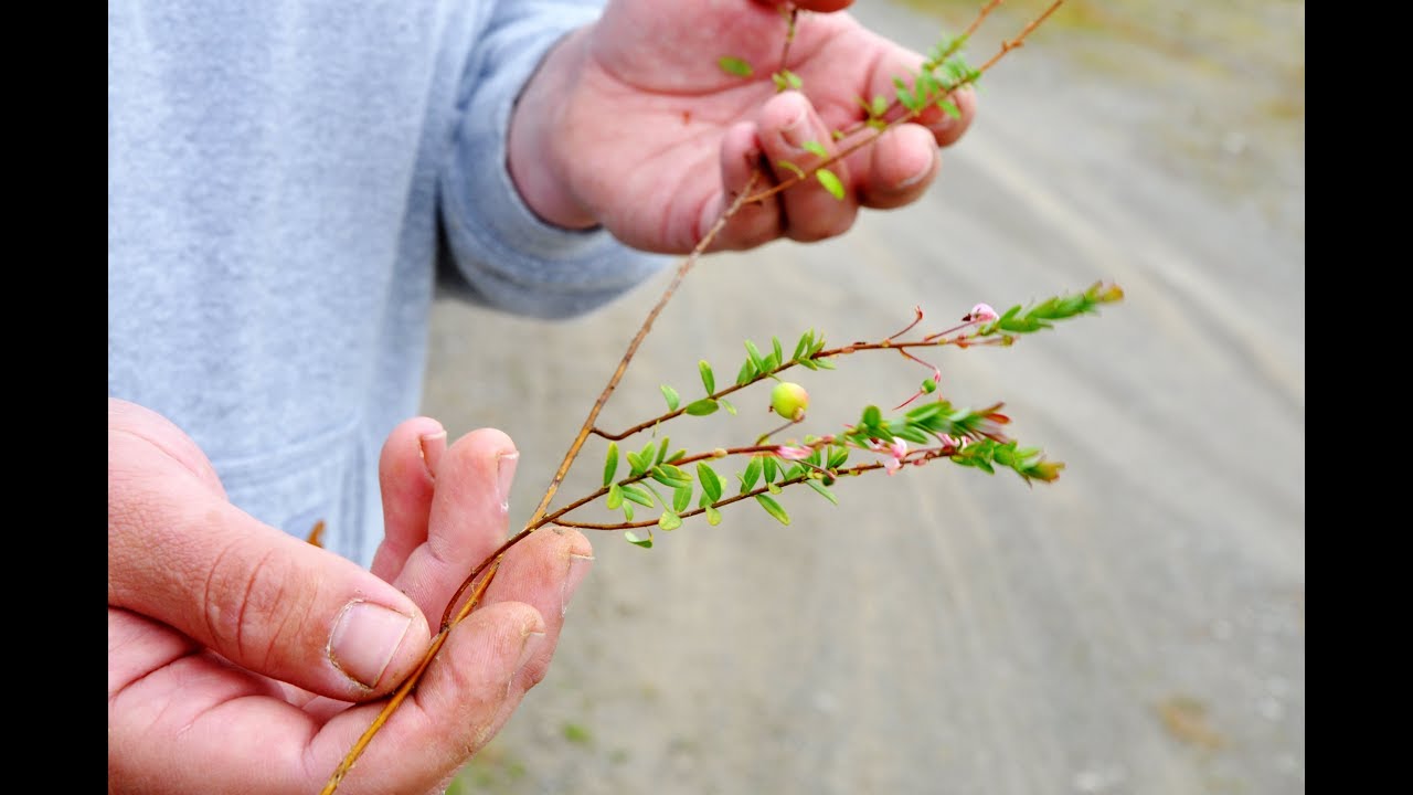 Oregon's Cranberry Capitol Gets Major Upgrade