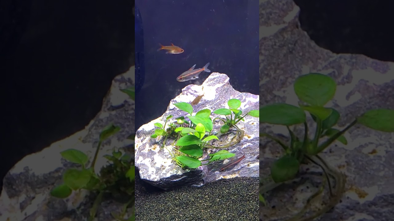 Glowlight Tetras relaxing