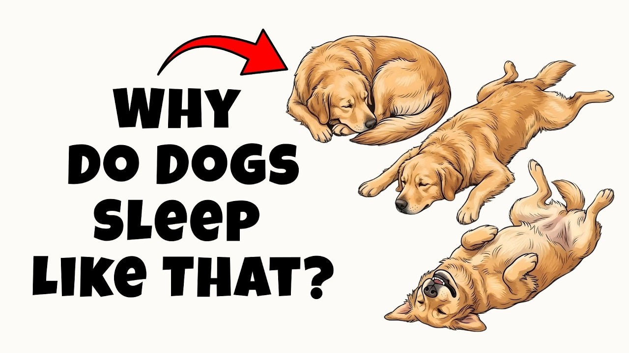 Psychology of Your Dog’s Sleeping Positions (What They’re Telling You)