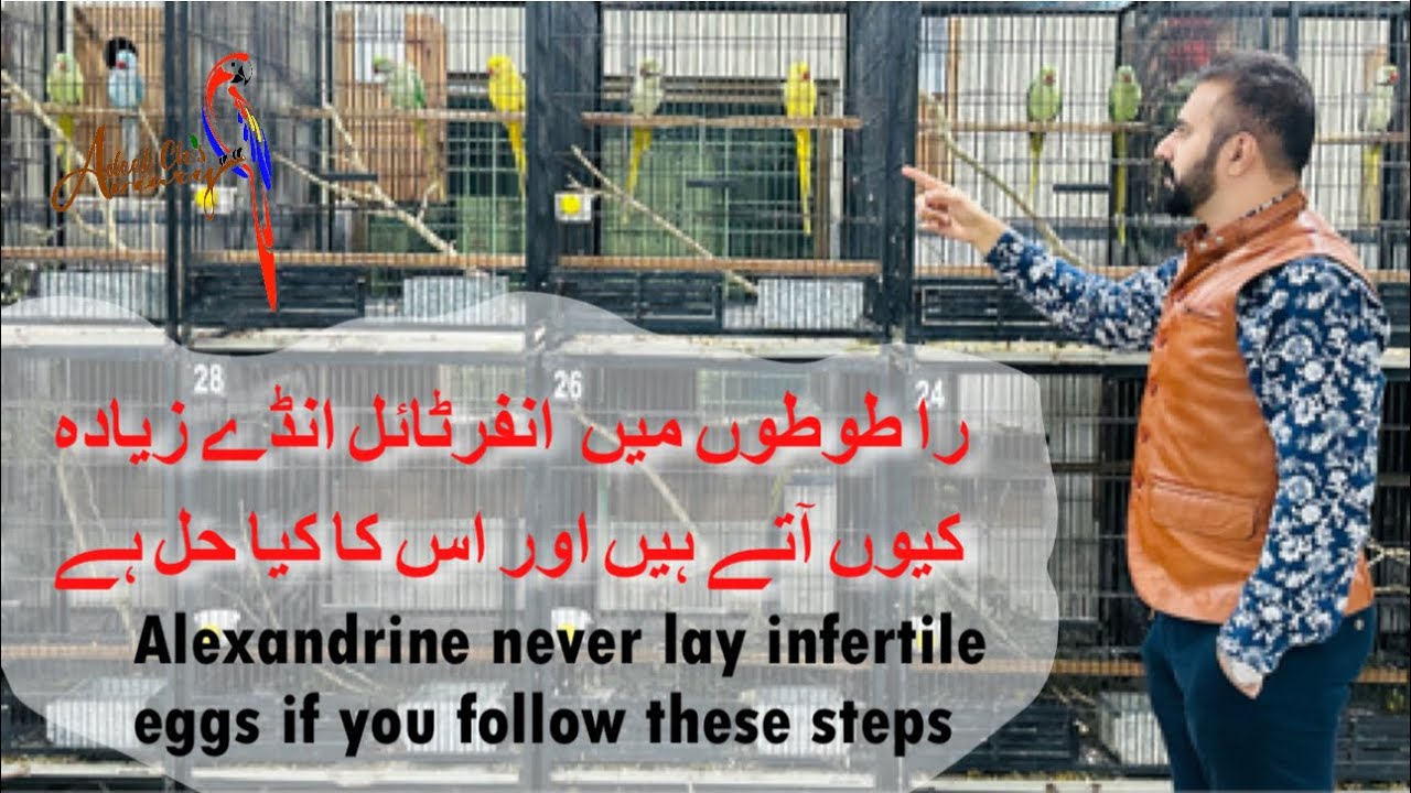 Make fertile breeding pairs of Alexandrine parrots after following these steps