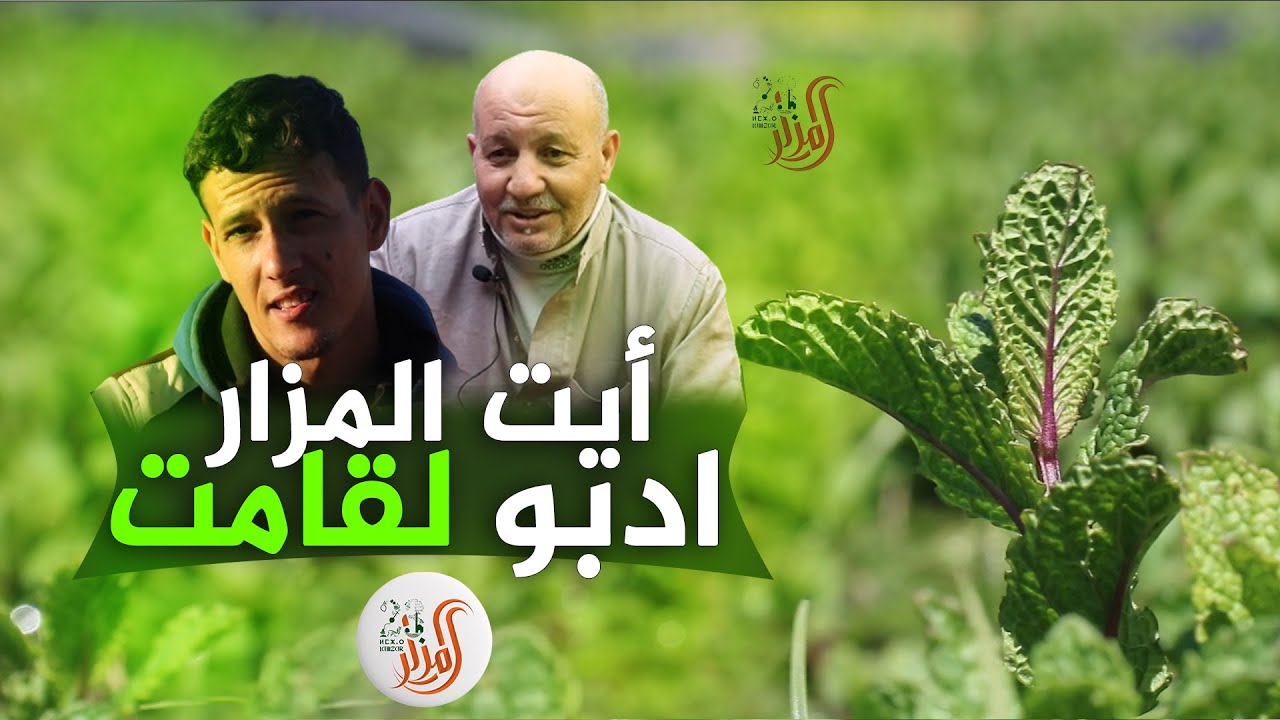 فيلم وثائقي حول نعناع المزار - أيت المزار ادبو لقامت -
