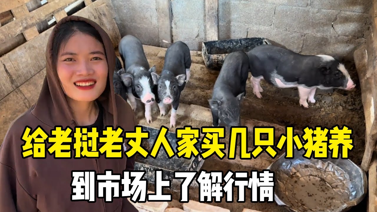 给老挝老丈人家买几只小猪养，到市场上了解行情，争取在回国前给老丈人建好猪圈【老挝媳妇MEE】