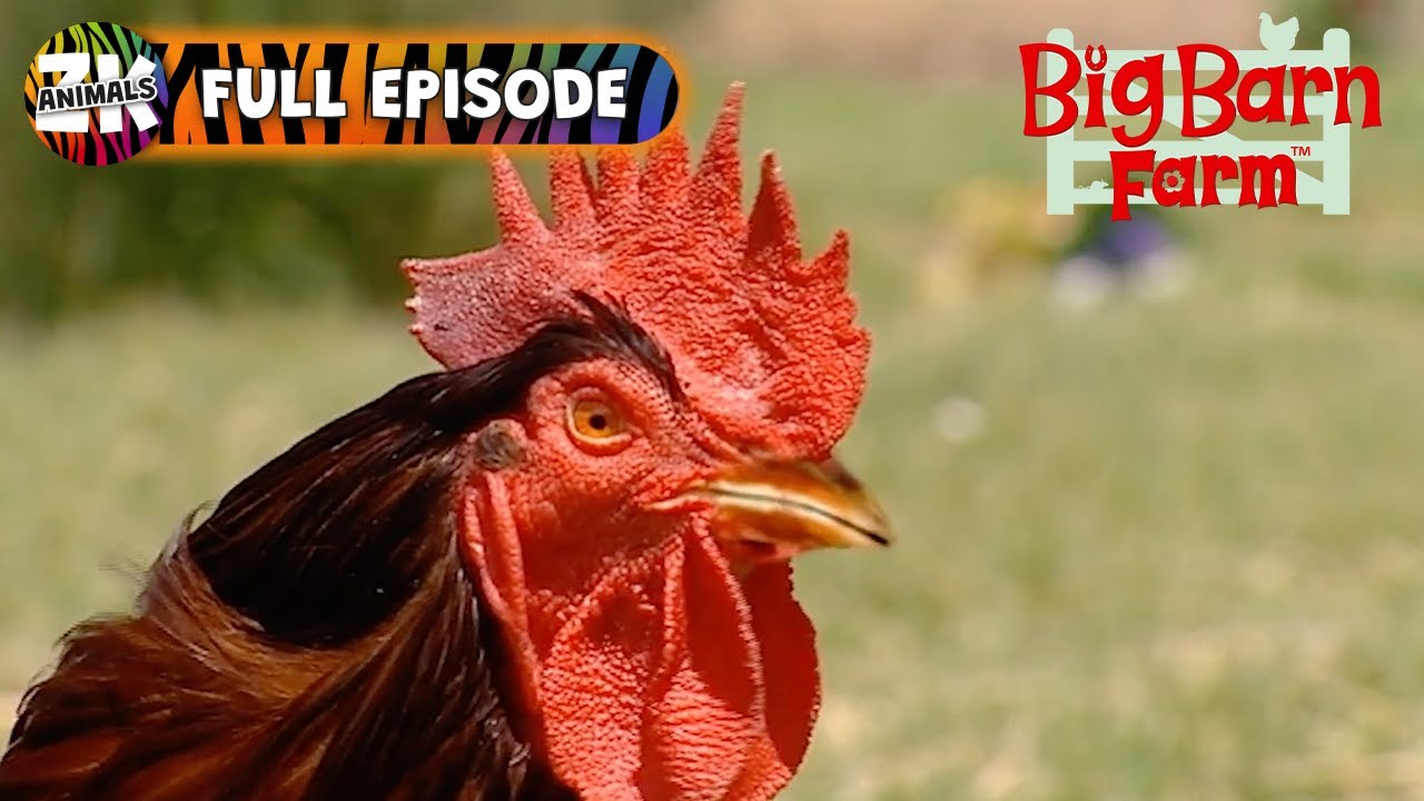 Big Barn Farm | Season 1, Episode 9 | Lester the Leader