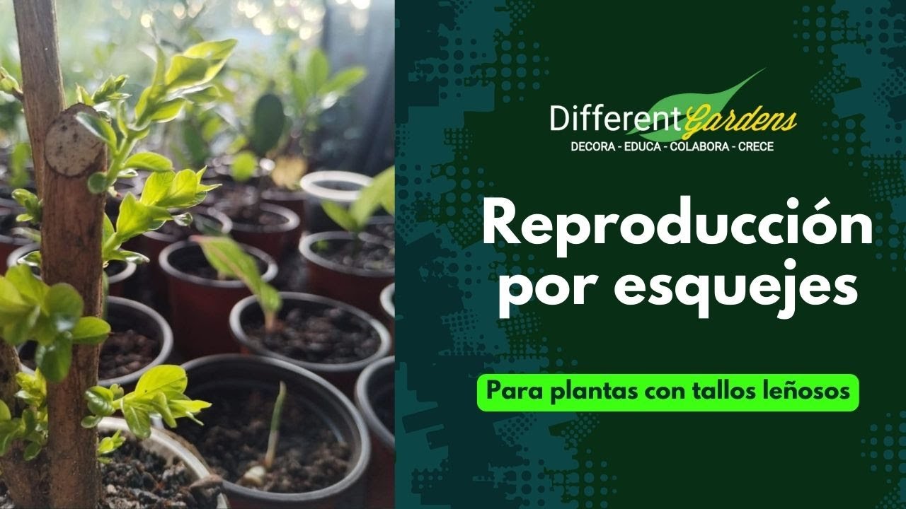 Reproducción por Esquejes: Plantas con tallos leñosos