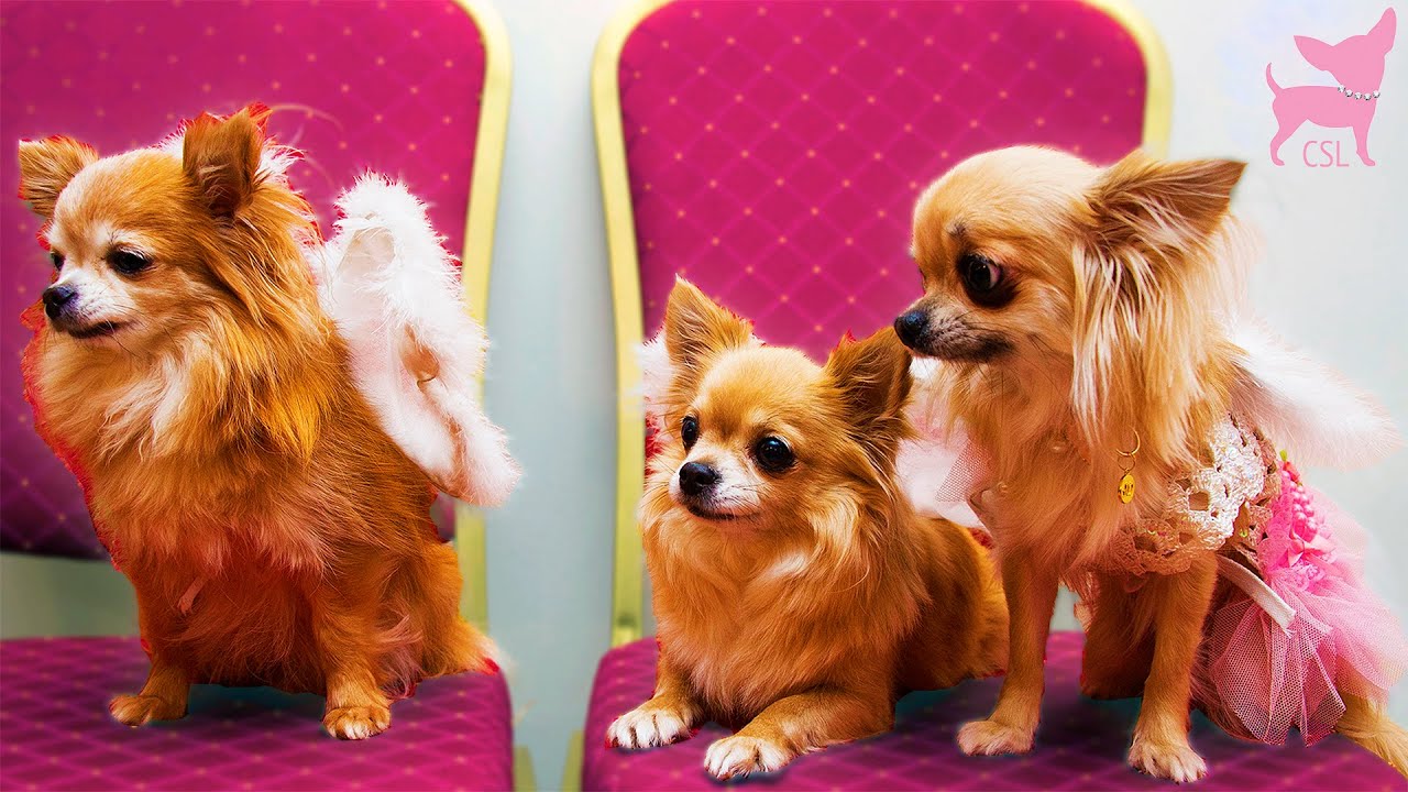 Cute Chihuahua Dog Costume Party