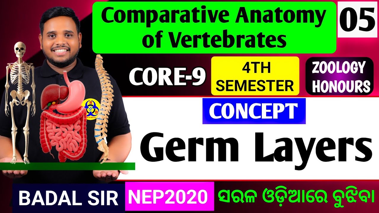 Germ layer|Comparative Anatomy of Vertebrates|Zoology honours 4th semester|Zoology honours|4th sem