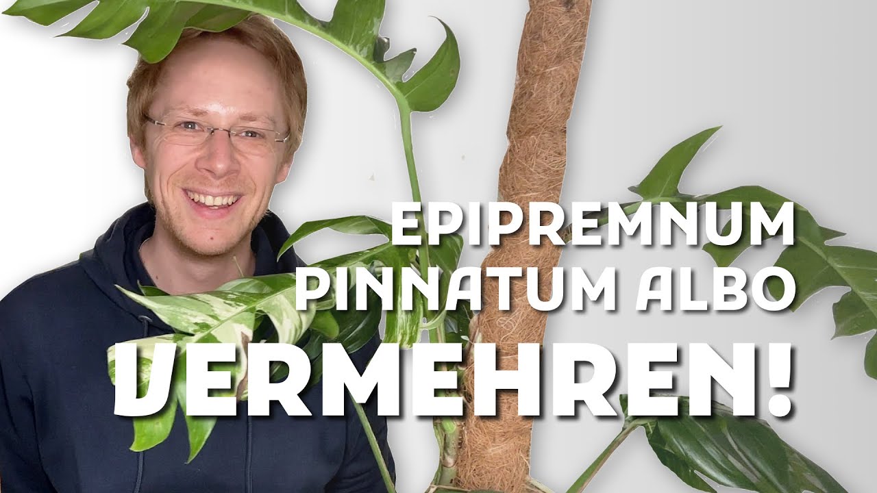 Vermehren wie ein Profi: Epipremnum Pinnatum Albo Stecklinge ziehen! – So klappt’s garantiert!