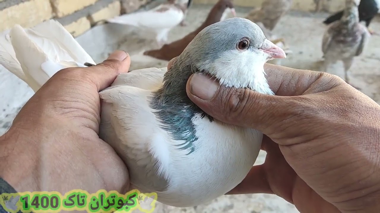 کبوترای خوشرنگ.  دمگیر. ساده. شیرازی وچند تا نکته در مورد این مدل کبوترا 